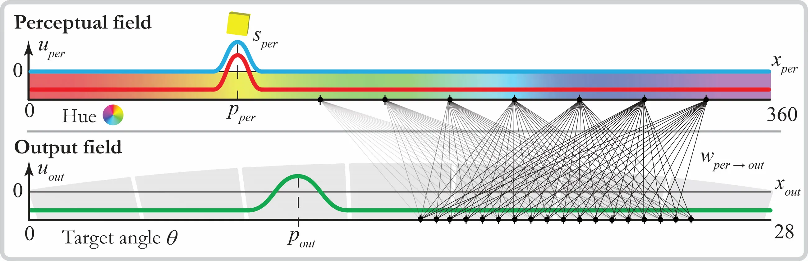 The neural field architecture under test